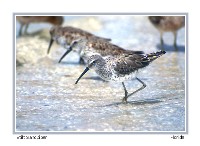 Stilt Sandpiper - Photo copyright Don DesJardin