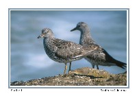 Surfbird - Photo copyright Don DesJardin