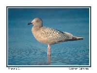 Thayer's Gull - Photo copyright Don DesJardin