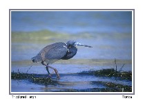 Tricolored Heron - Photo copyright by Don DesJardin