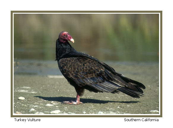 Turkey Vulture - Photo copyright Don DesJardin