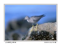 Wandering Tattler - Photo copyright Don DesJardin