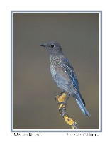 Western Bluebird - Photo copyright Don DesJardin