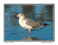 Western Gull - Photo copyright Don DesJardin