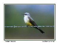 Western Kingbird - Photo copyright Don DesJardin