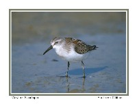 Western Sandpiper - Photo copyright Don DesJardin