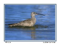 Whimbrel - Photo copyright Don DesJardin