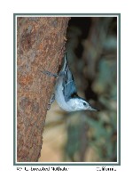 White-breasted Nuthatch - Photo copyright Don DesJardin