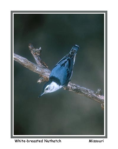 White-breasted Nuthatch - Photo copyright Don DesJardin