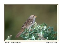 White-crowned Sparrow - Photo copyright Don DesJardin