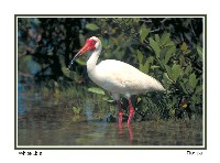 White Ibis - Photo copyright Don DesJardin