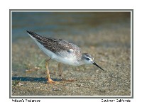 Juvenile Wilson's Phalarope - Photo copyright Don DesJardin