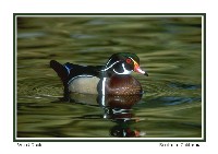 Wood Ducks - Photo copyright Don DesJardin