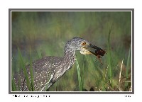 Yellow-crowned Night-Heron - Photo copyright Don DesJardin