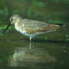 Dunlin- Photo copyright Don DesJardin