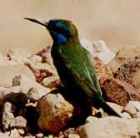 Little Green Bee-eater - Photo copyright Erik Kleyheeg