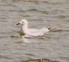 Slender-billed Gull - Photo copyright Christian Artuso