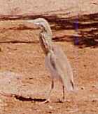 Squacco Heron - Photo copyright Erik Kleyheeg