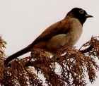 White-spectacled Bulbul - Photo copyright Christian Artuso