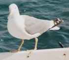 Yellow-legged Gull - Photo copyright Christain Artuso