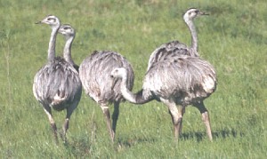 Greater Rhea - Photo copyright Trevor Feltham