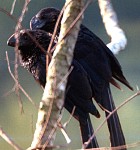 Smooth-billed Ani - Photo copyright Trev Feltham