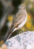 Spot-billed Ground-Tyrant - Photo copyright Trevor Feltham