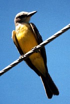 Tropical Kingbird - Photo copyright Trev Feltham