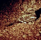 Fiery-tailed Nightjar - Photo copyright Bruce Marcot