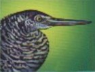 Forest Bittern - Image taken from a Papua New Guineau postage stamp