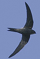 Fork-tailed Swift - Photo copyright Mike Danzenbaker