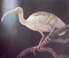 Giant Ibis - Painting copyright Blake Twigden