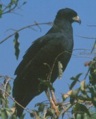 Great Black-Hawk - Photo copyright Arthur Grosset
