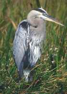 Great Blue Heron - Photo copyright Don DesJardin