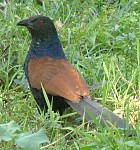 Greater Coucal - Photo copyright Mark Spedding