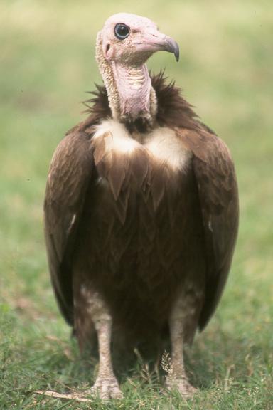 Hooded Vulture - Photo copyright Hans Martens