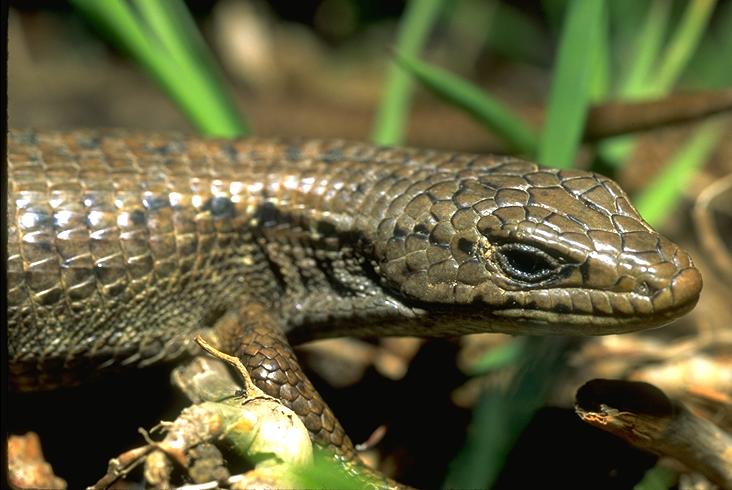 Alligator Lizard - Photo copyright Don Baccus