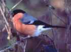 Bullfinch - Photo Copyright David Lingard