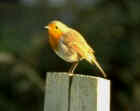 English Robin - Photo copyright th Zoo in the Wild