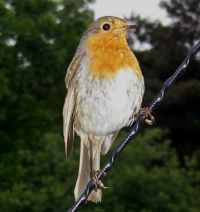 European Robin - Photo copyright Tina MacDonald