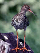 Redshank - Photo copyright David Loughton