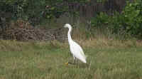 Snowy Egret at Merrit Island