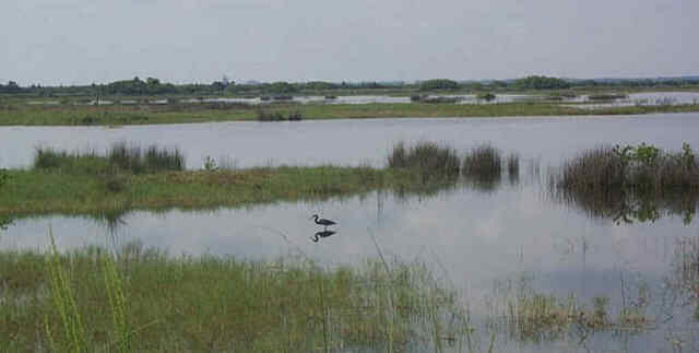 Marshes and a Tricolored Heron