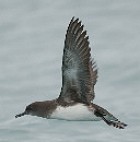 Hutton's Shearwater - Photo opcyright Tony Palliser