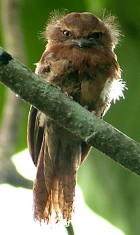 Javan Frogmouth - Photo copyright Laurence Poh