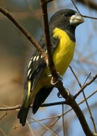 Spot-winged Grosbeak - Photo copyright Suppalak Klabdee