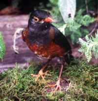 LaSelle Thrush - Photo copyright Eladio Fernandez