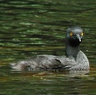 Least Grebe - Photo copyright Pascal Dubois