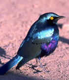 Lesser Blue-eared Glossy-Starling - Photo copyright Birdlife On-Line Maazine