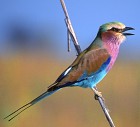 Lilac-breasted Roller - NATIONAL BIRD - Photo copyright John Milbank